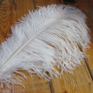 Ostrich Plume